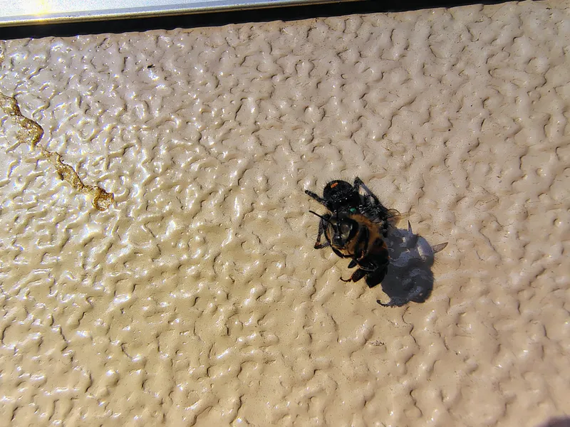 Carpenter Bees — pest control in Central Texas