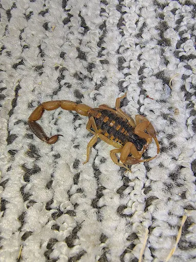 Scorpions — pest control in Central Texas