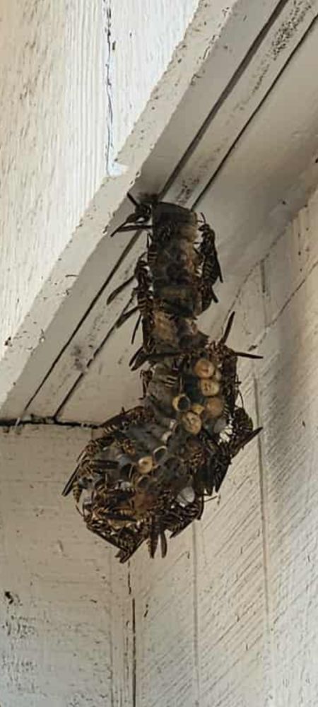 Wasps & Hornets — pest control in Central Texas